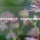 宝安中学附属小学：筑梦童年的教育沃土